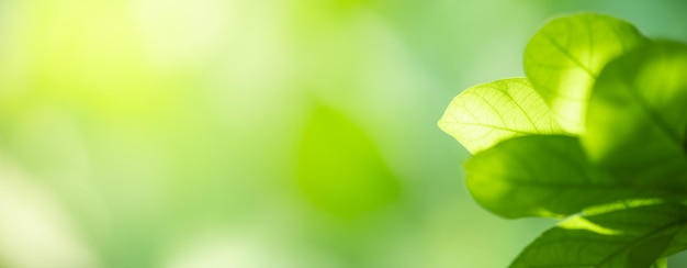 Closeup of beautiful nature view green leaf on blurred greenery background in garden with copy space using as background cover page concept