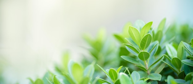 Closeup of beautiful nature view green leaf on blurred greenery background in garden with copy space using as background cover page concept