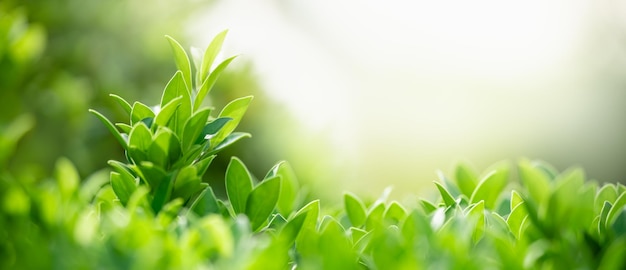 Closeup of beautiful nature view green leaf on blurred greenery background in garden with copy space using as background cover page concept