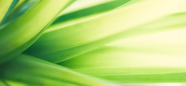 Closeup of beautiful nature view green leaf on blurred greenery background in garden with copy space using as background cover page concept