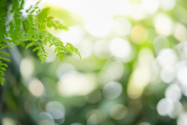 Closeup of beautiful nature view green leaf on blurred greenery background in garden with copy space using as background wallpaper page concept