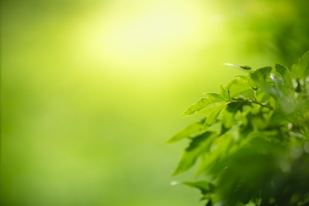 Closeup of beautiful nature view green leaf on blurred greenery background in garden with copy space using as background wallpaper page concept