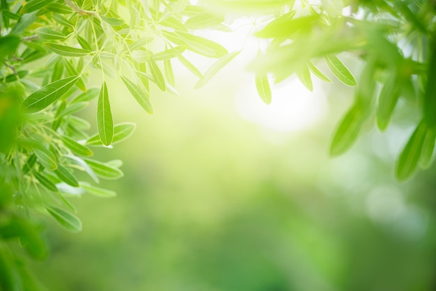 Closeup of beautiful nature view green leaf on blurred greenery background in garden with copy space using as background wallpaper page concept