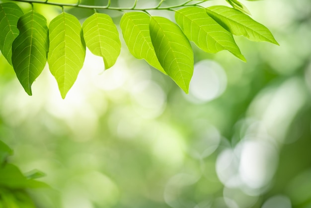 Closeup of beautiful nature view green leaf on blurred greenery background in garden with copy space using as background wallpaper page concepti