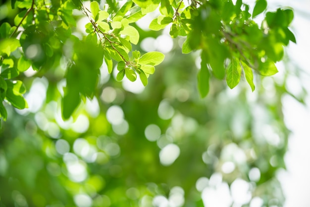 Closeup of beautiful nature view green leaf on blurred greenery background in garden with copy space using as background wallpaper page concepti