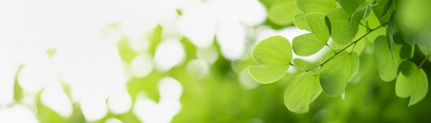 Closeup of beautiful nature view green leaf on blurred greenery under sunlight background