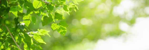 Closeup of beautiful nature view green leaf with shadow on blurred greenery background in garden with copy space using as background cover page concept