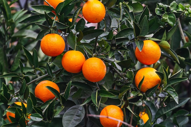 Closeup of a beautiful orange tree with orange large round oranges with raindrops surrounded by many bright green leaves soft focus