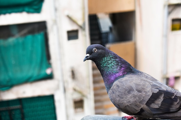 Closeup of beautiful pigeon bird sitting on pipe with blurry building background. beautiful pigeon bird looking at the camera.