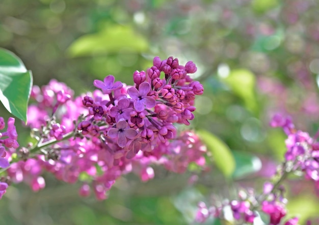 Closeup on beautiful pink flowers of a lilac tree blooming in a garden