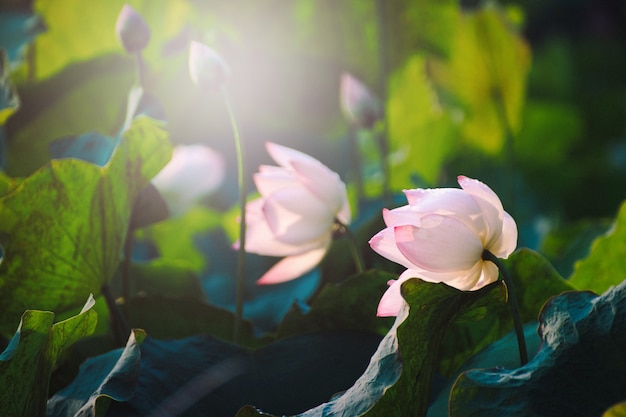 Closeup Beautiful pink lotus flower in pond.  