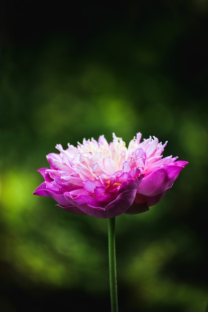 Closeup Beautiful pink lotus flower in pond.