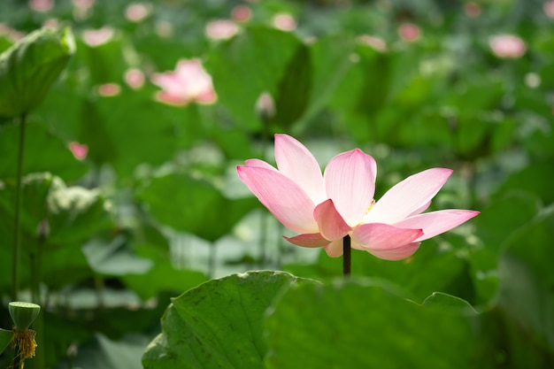 Closeup beautiful pink lotus with greenery leaves 