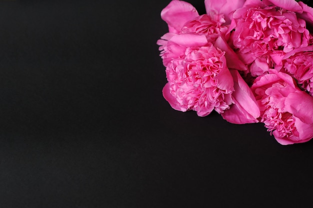 Closeup of beautiful pink Peonie flower on black background