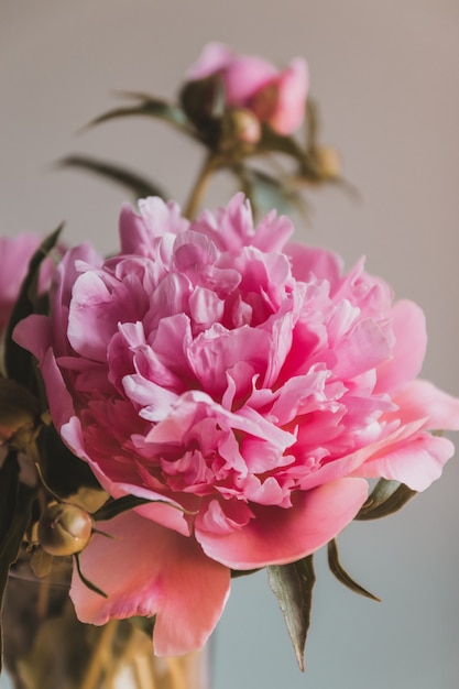 Closeup of beautiful pink peony flower petals