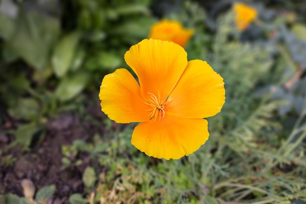 Closeup of a beautiful poppy flower bloom in the garden