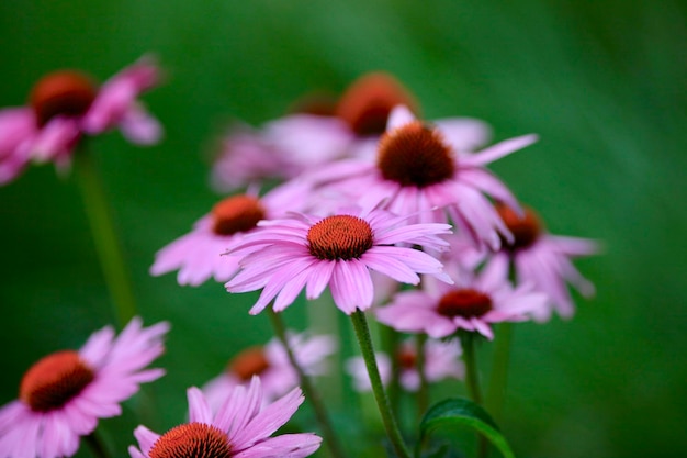 Closeup of beautiful purple coneflowers in a garden