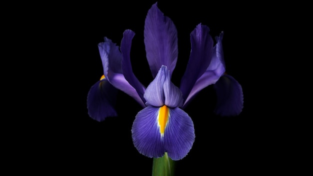 Closeup of a beautiful purple iris flower on a dark background