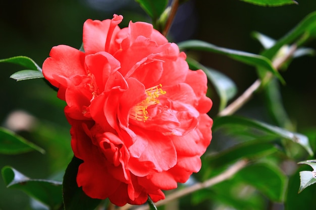 Photo closeup of beautiful red camellia flowers with green leaves blooming in the garden