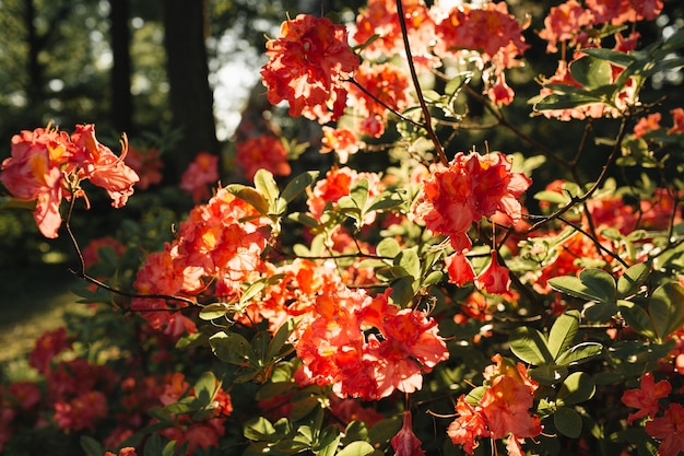 Closeup of beautiful red rhododendron flowers bloom bush in sunlight. Summer floral foliage composition