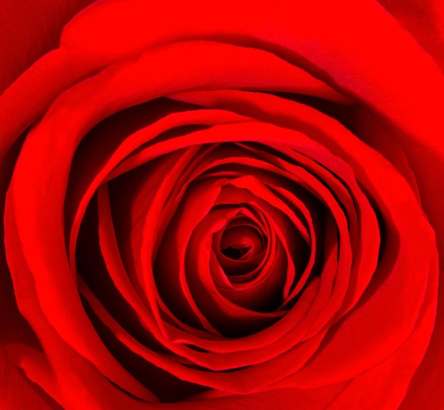 Closeup of beautiful red rose. Floral background