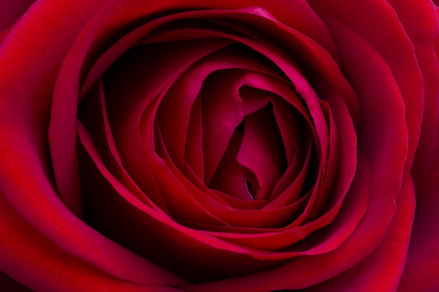 Closeup of beautiful red rose, macro photography, to celebrate Valentine's Day.