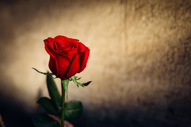 Closeup of a beautiful red rose on a wall background