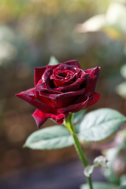 Closeup beautiful red rose