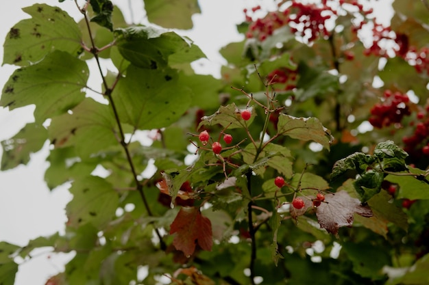 Closeup of beautiful red viburnum fruits outdoors Red viburnum berries on a branch in the garden