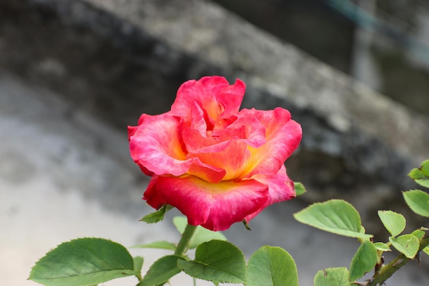 Closeup of a beautiful rose flower bloom in the garden