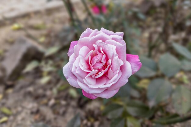 Closeup of a beautiful rose flower bloom in the garden