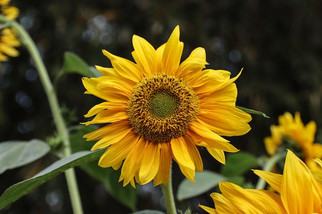 Closeup of a beautiful sunflower bloom in the garden