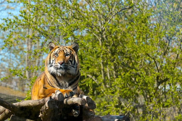 Closeup on a beautiful tiger in the wild