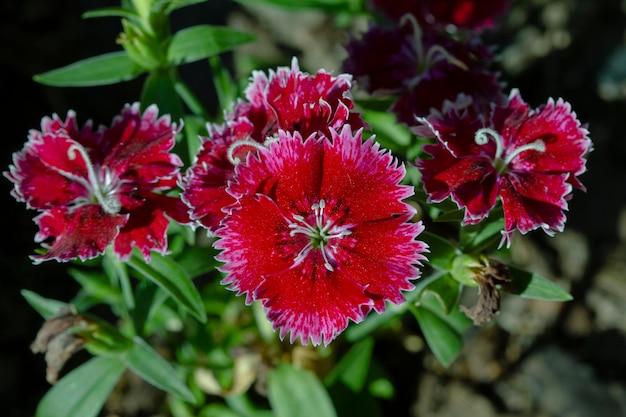 Closeup of beautiful vibrant Dianthus chinensis flowers