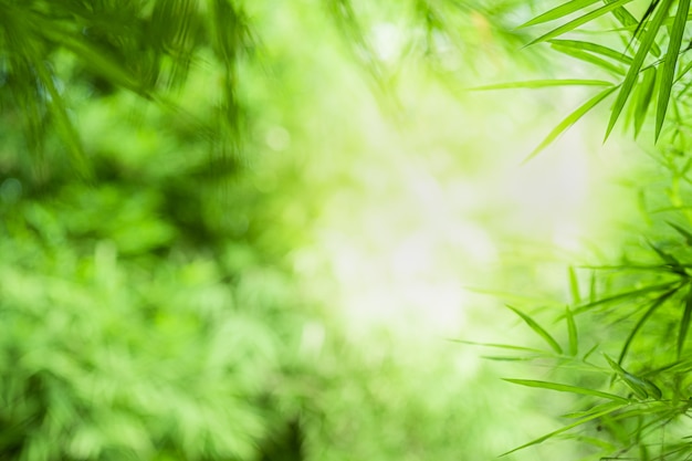 Closeup beautiful view of nature green bamboo leaf on greenery blurred background with sunlight and copyspace