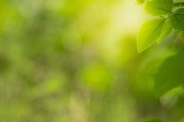 Closeup beautiful view of nature green leaf on greenery blurred 