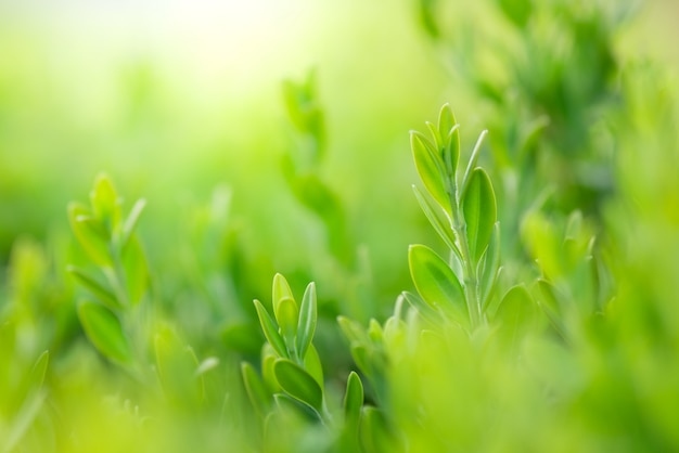 Closeup beautiful view of nature green leaf on greenery blurred 