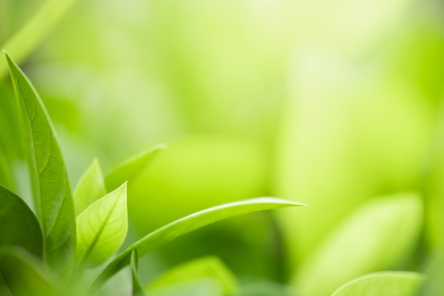 Closeup beautiful view of nature green leaf 