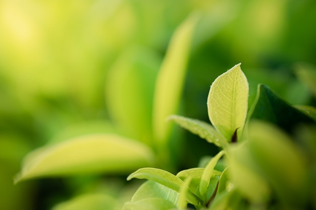 Closeup beautiful view of nature green leaves on blurred greenery tree background with sunlight in public garden park.