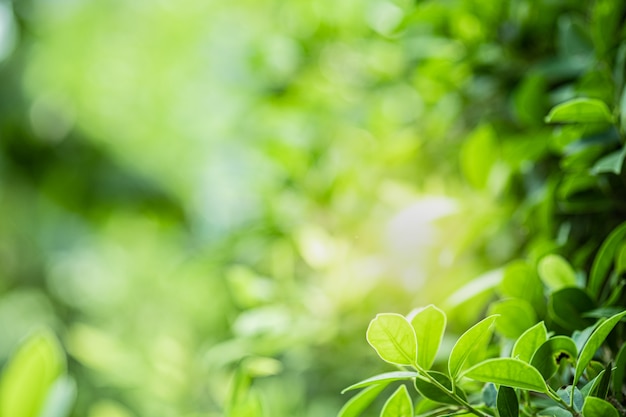 Closeup beautiful view of nature green leaves on blurred greenery tree background with sunlight in public garden park.