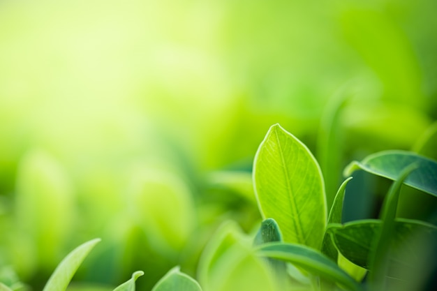 Closeup beautiful view of nature green leaves on blurred greenery tree background with sunlight in public garden park.