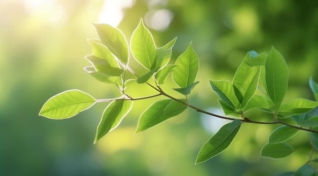 Closeup beautiful view of nature green leaves on blurred greenery tree background