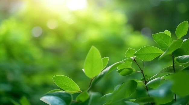 Closeup beautiful view of nature green leaves on blurred greenery tree background