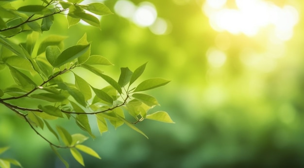 Closeup beautiful view of nature green leaves on blurred greenery tree background