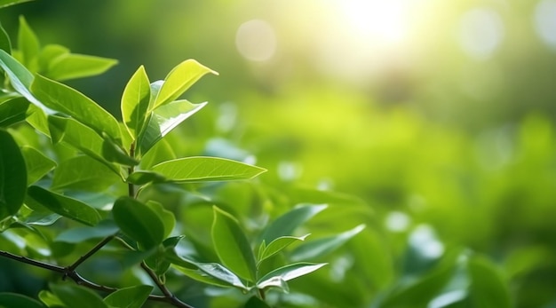 Closeup beautiful view of nature green leaves on blurred greenery tree background