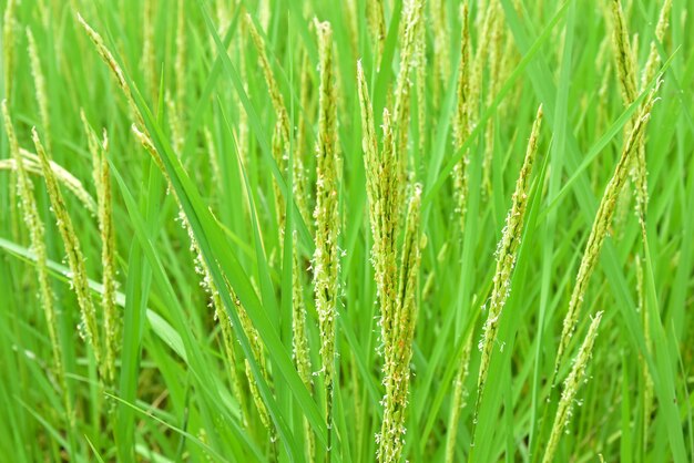 Closeup beautiful view of rice field green leaves.