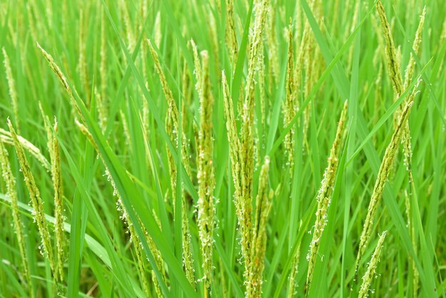 Closeup beautiful view of rice field green leaves.