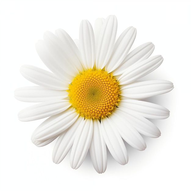 CloseUp Of A Beautiful White Daisy Flower With Yellow Center On A White Background