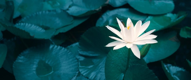 Closeup beautiful white lotus flower in pondWhite Lotus Flower background Lily Floating on The Water