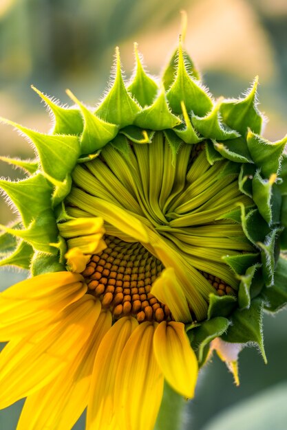 Closeup of beautiful yellow flowers blossom in the garden spring time on sky background.